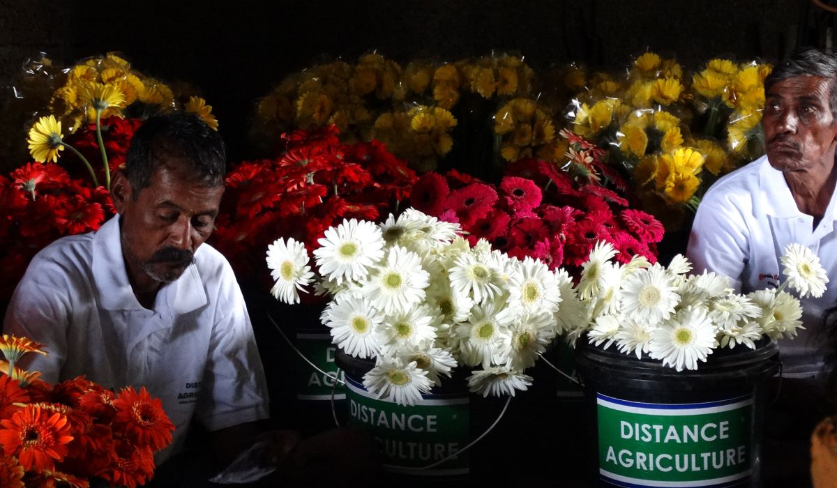 gerbera plat