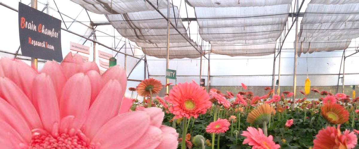 gerbera polyhouse