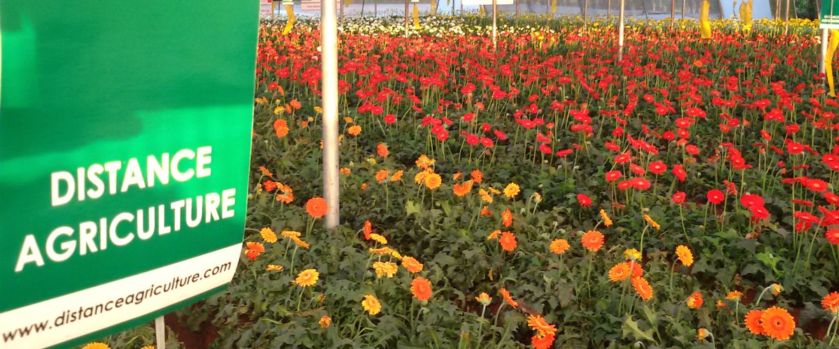 Gerbera Plantation