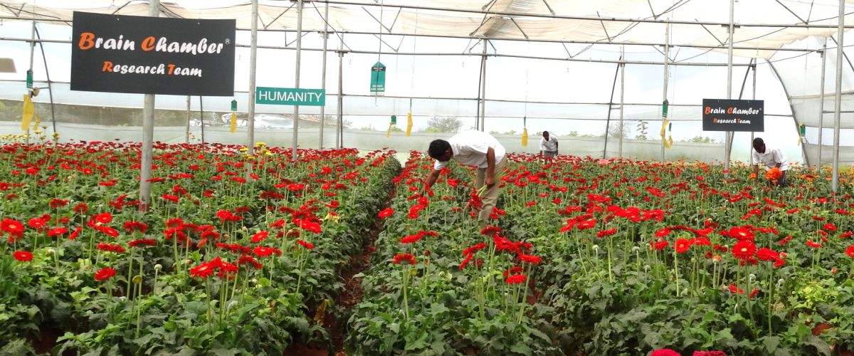 gerbera Cutting