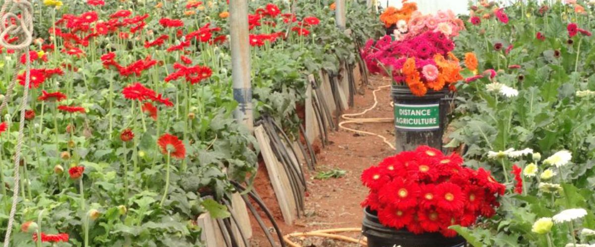 Gerbera House